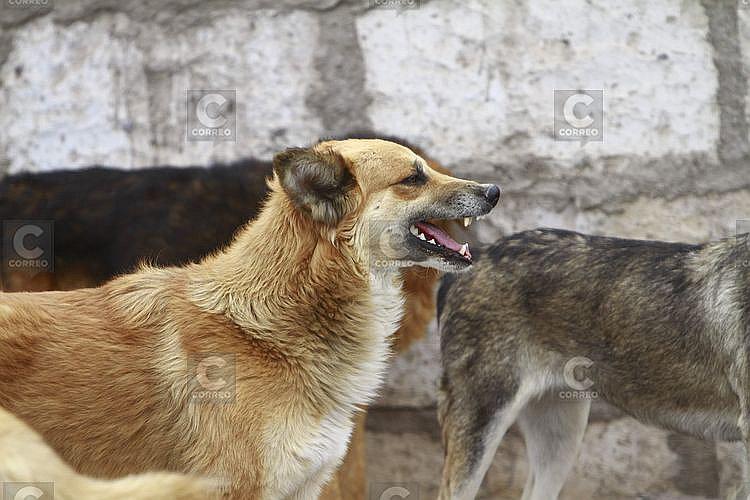 Luego de 4 años aún no controlan la rabia canina en Arequipa 