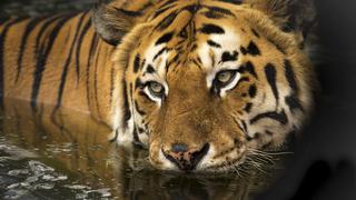 Capturan y matan a un Tigre en la India por haber asesinado a varias personas