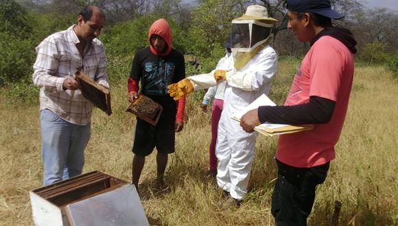 Piura: Producción apícola deja más de 1 millón de soles a la región