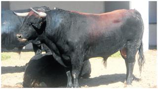 Junín: En plena corrida de toros, animal embravecido cornea y deja grave a torero (VIDEO)