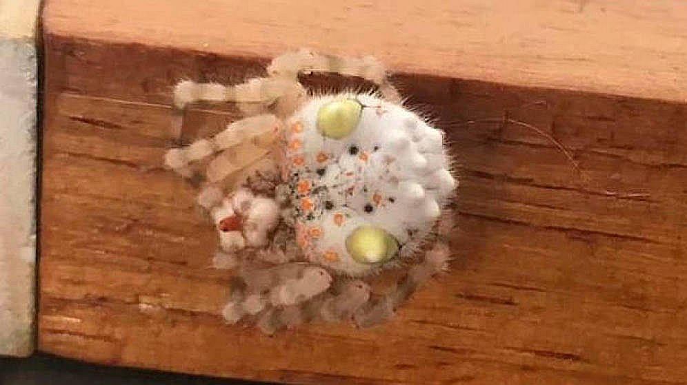 Araña australiana es confundida con una porción de maki (FOTO)