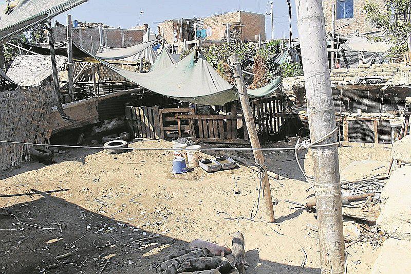 ​Huarochirí: Niño murió tras caer a silo de criadero de cerdos