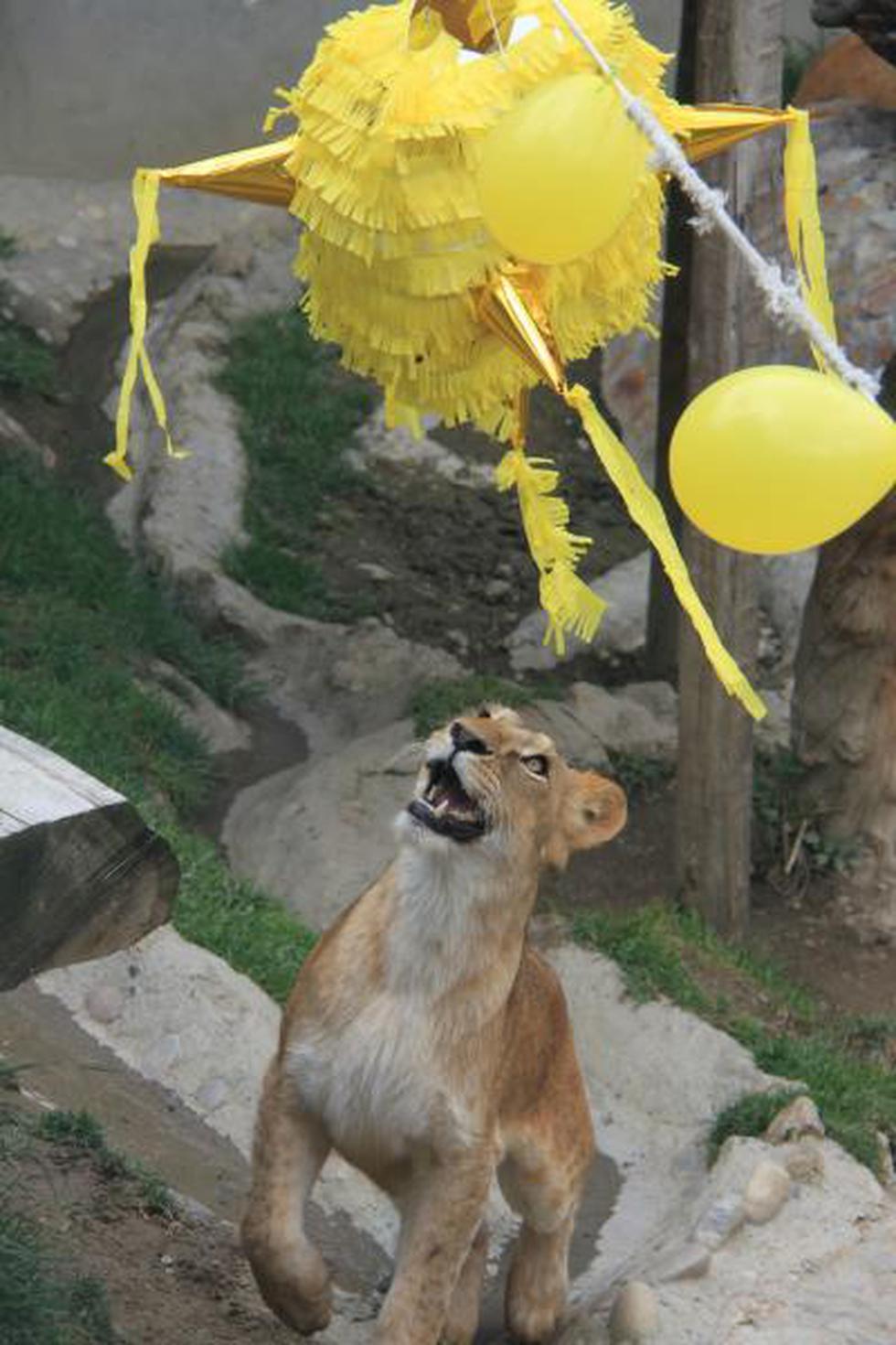 Fotos: Leones nacidos en Huancayo cumplieron dos años