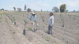 Chimbote: Productores apuestan por cultivo de palto