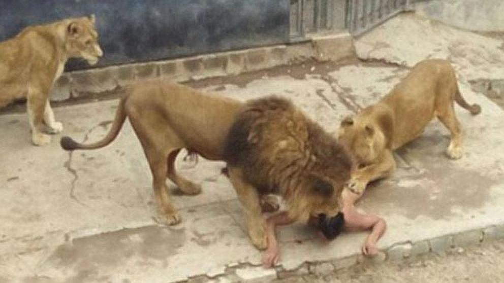 Chile: Joven que se arrojó a jaula de leones sufriría "delirio mesiánico"