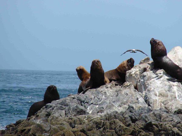 Sernanp promueve Punta Coles como destino turístico