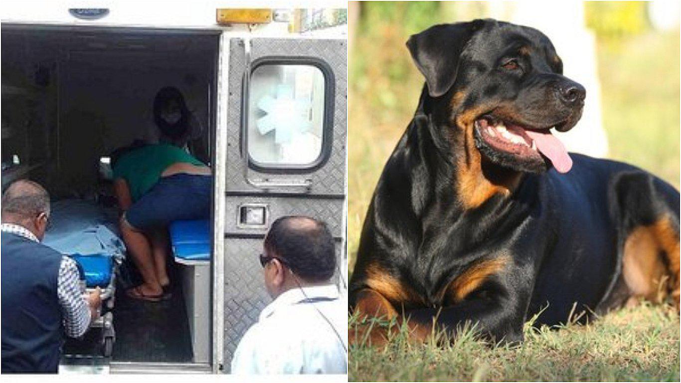 Niña de cuatro años en grave estado tras salvaje ataque de rottweiler