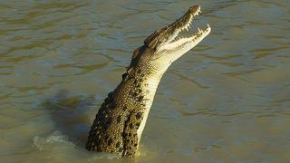 Pareja de turistas nadaba en un cenote de Tulum hasta que vieron a un enorme cocodrilo