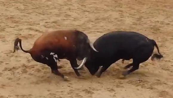 ​YouTube: Toros mueren en el acto tras impactar contra sus cabezas (VIDEO)