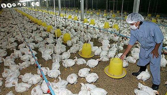 ​Japón sacrifica otros 300.000 pollos para frenar la epidemia de gripe aviar