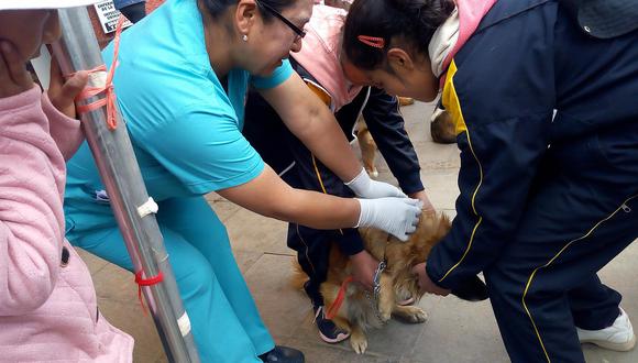 Buscan prevenir la rabia vacunando a 63 mil perros en Huancavelica