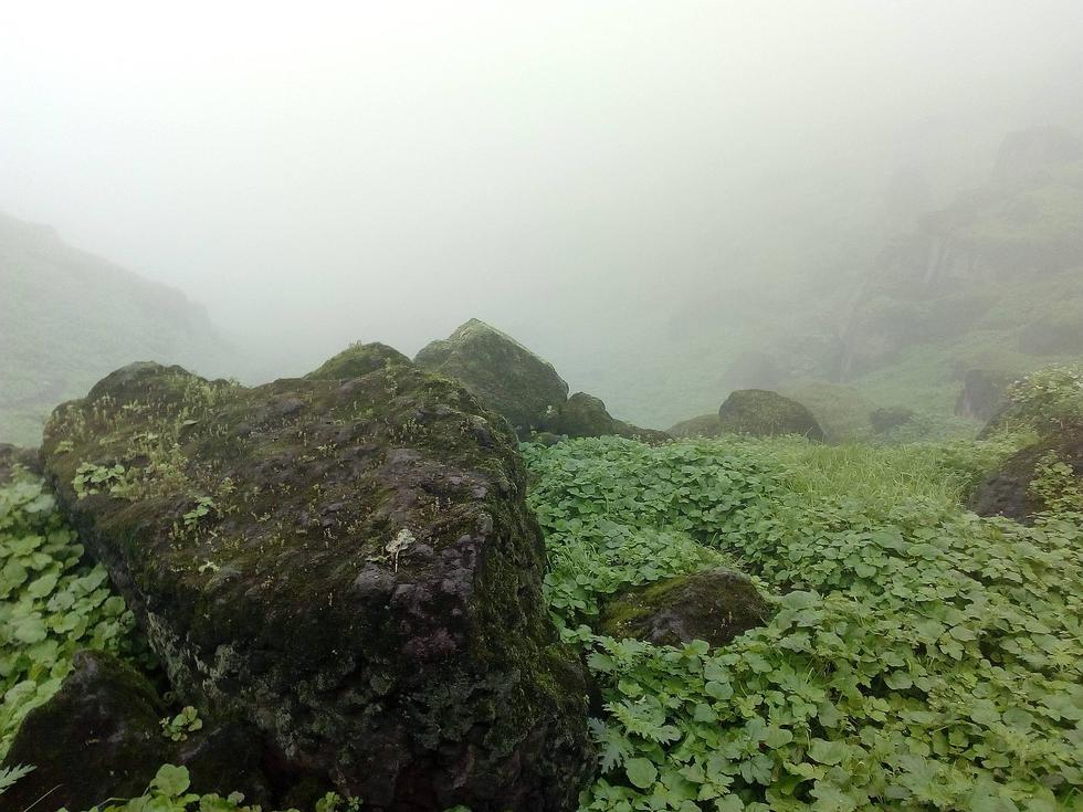 Conoce las Lomas de Primavera de Carabayllo, un lugar escondido a pocas horas de Lima (VIDEO)