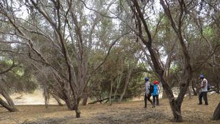 Invertirán 30 millones de soles para restaurar el bosque seco en Piura