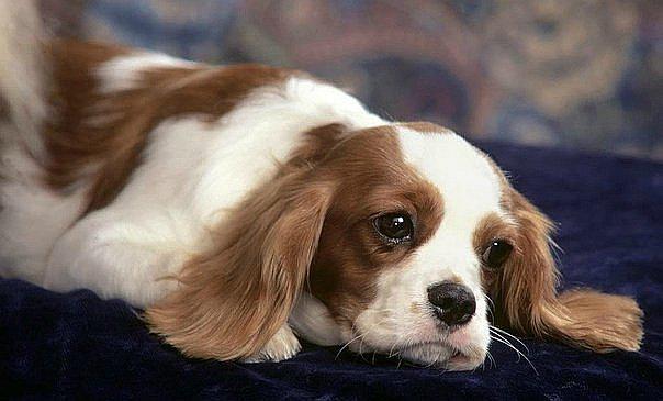 Alemania: Radio transmite música especial para que perros no se sientan solos en casa