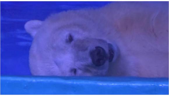 Desgarrador: Encierran a oso polar en un centro comercial para sacarse 'selfies' con él (VIDEO)