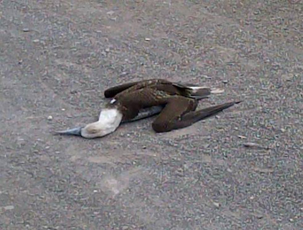 Inusual: Miles de aves perecen sin razón alguna en litoral de Tacna