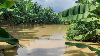 Sullana: Río Chira se desborda e inunda plantaciones de banano