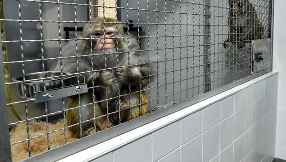 Un macaco Rhesus, parte de los 11 monos rescatados de los laboratorios de investigación, mira desde la sala de cuarentena del futuro refugio de animales 'La Taniere', en Nogent-le-Phaye, cerca de Chartres, el 13 de marzo de 2019. (Foto: JEAN-FRANCOIS MONIER / AFP)