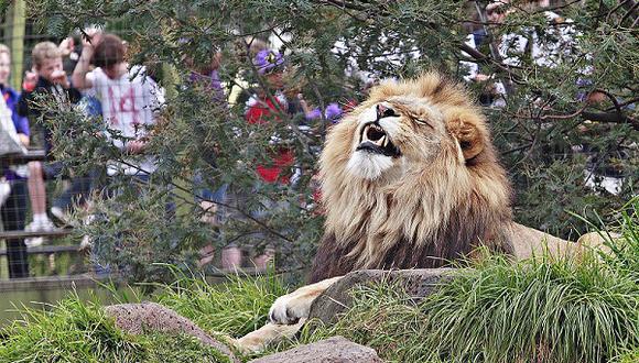 ​Londres: Zoológico plantea peculiar oferta de cenar en jaula de leones