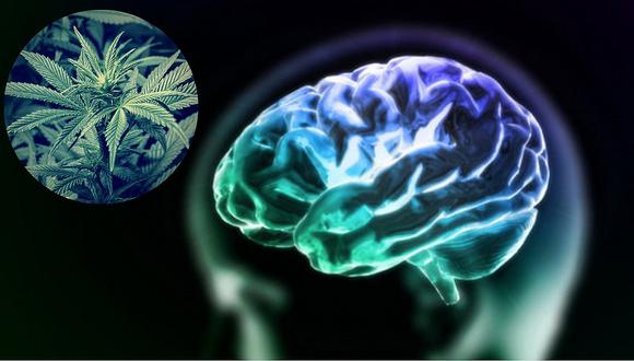 Identifican de qué forma el cannabis afecta a las neuronas