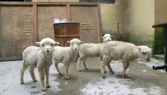 Muro colapsa y mata a 31 ovejas