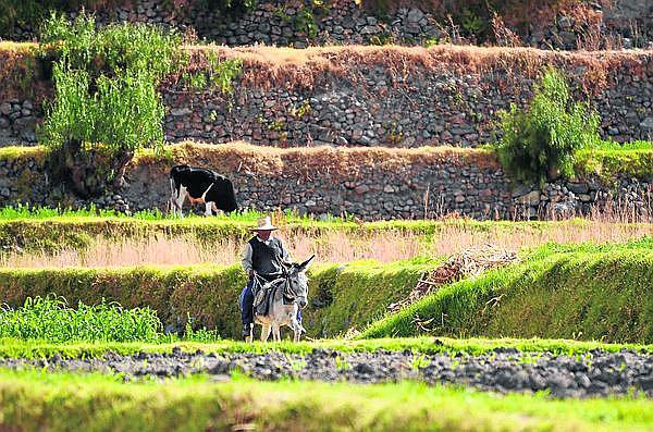 Uso de plaguicidas en cultivos de alfalfa pueden generar cáncer al estómago