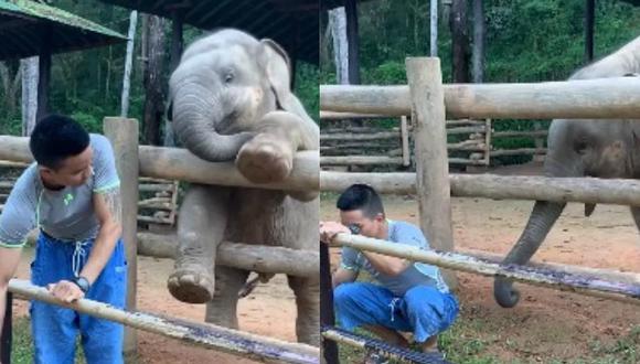 Video de un elefante exigiendo a su criador que juegue con él se vuelve furor en Facebook 