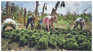 Extranjeros compran parcelas a agricultores en quiebra en Piura 