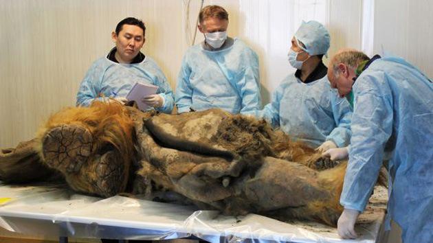 Mamut podría ser clonado muy pronto, afirman científicos