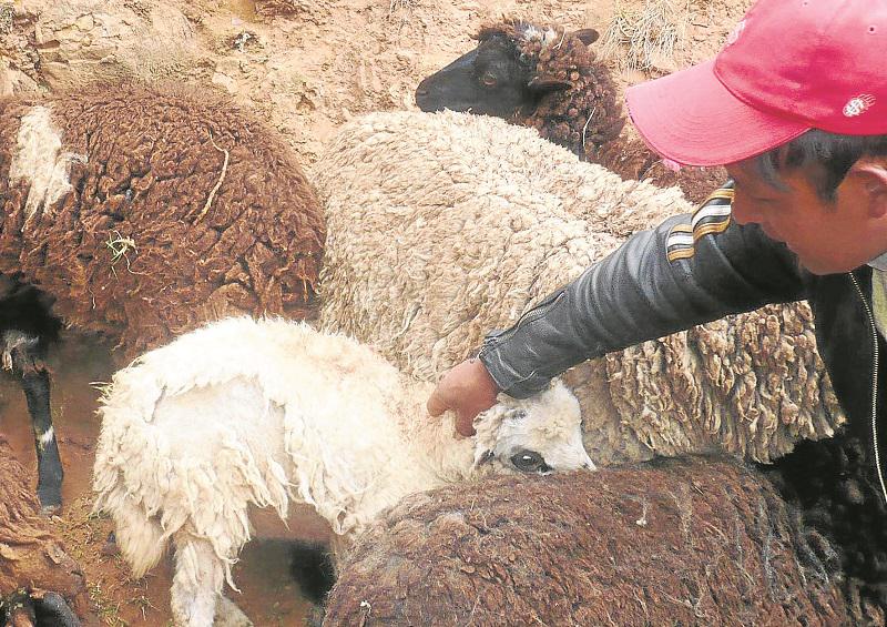 Huancavelica: Parásitos en animales originan graves pérdidas