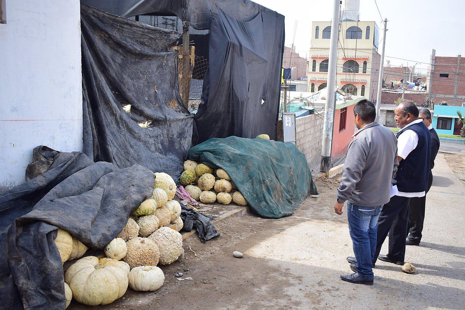 Constatan que casa era usada para almacenar zapallos malogrados
