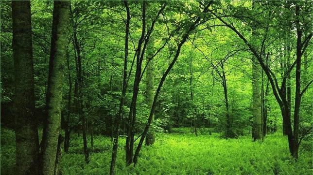 Tierra: Superficie de árboles es ocho veces mayor de lo que se creía