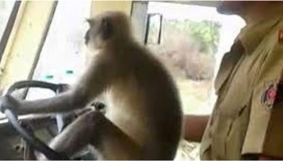 Conductor deja que mono “maneje” autobús y pone en riesgo a pasajeros (VIDEO) 