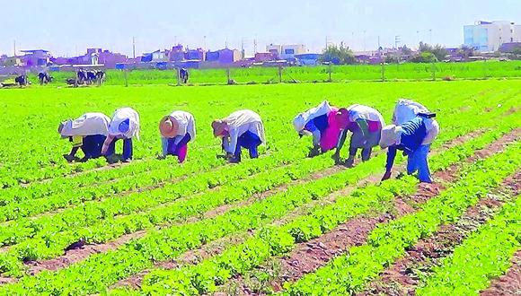 ​Fenómeno de El Niño beneficiará a la agricultura del país 