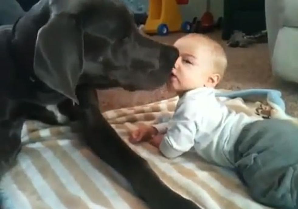 Gran Danés que juega y acaricia a bebé es sensación en Youtube (VIDEO)