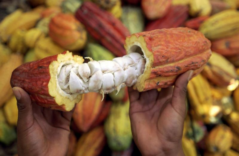 El cacao es declarado producto bandera del Perú