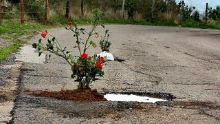 Cusqueños plantan flores en huecos de pista hacia Sacsayhuamán (VIDEO-FOTOS)