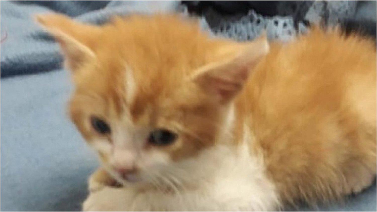 Maltrato animal: gatita de un mes muere tras ser torturada por una menor de edad 