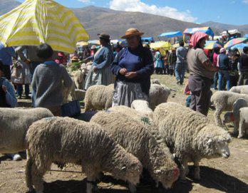 Baja precio del ganado por friaje