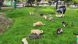 Gatos del parque Kennedy no han desaparecido y siguen siendo alimentados diariamente por voluntarios 