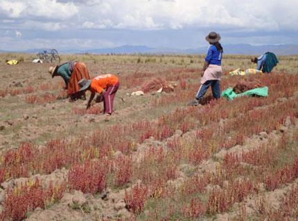 Exportación de quinua a EE.UU. alcanzará los US$ 40 millones este año