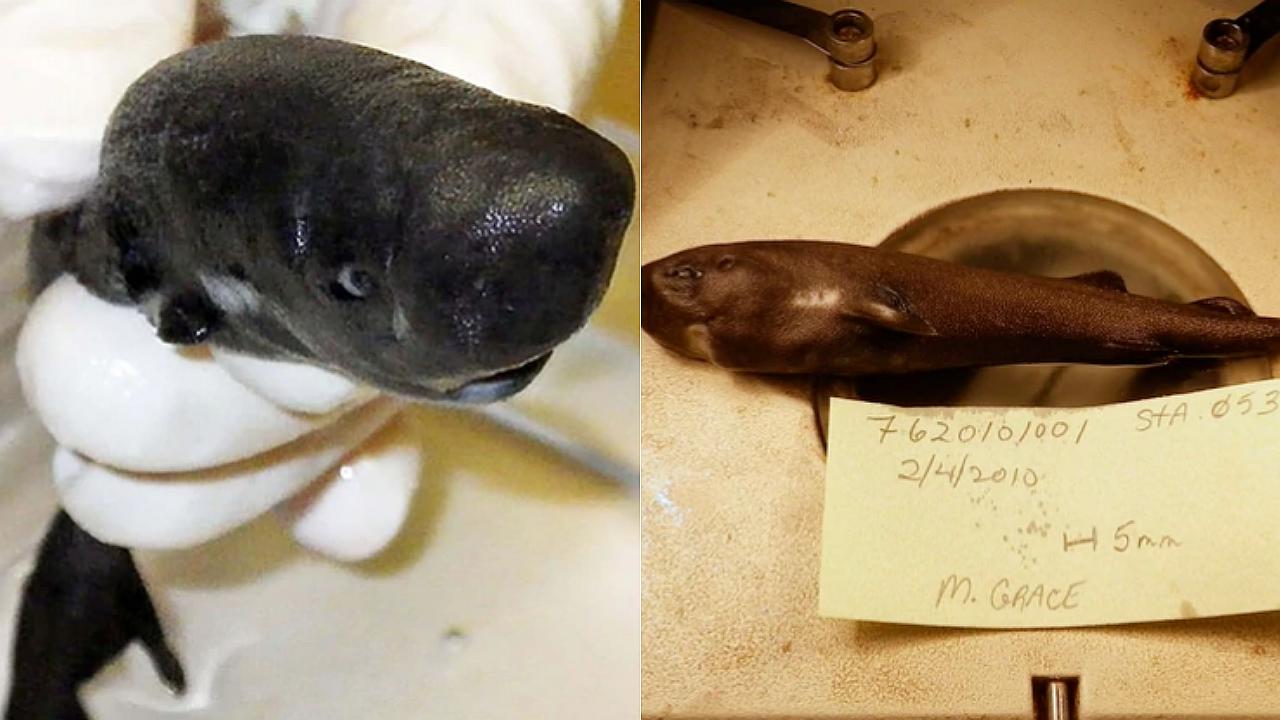 Científicos descubren nueva especia de tiburón que brilla en la oscuridad y cabe en un bolsillo 