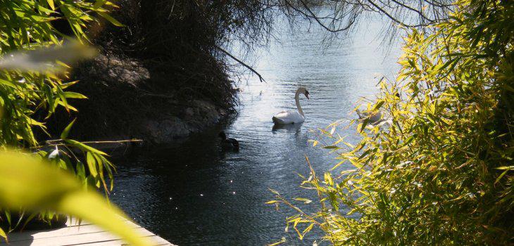 Bomberos mueren al intentar salvar a un cisne atrapado en un remolino