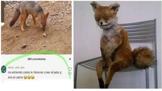 Run Run: Los memes que inundan las redes sobre el zorro que fue confundido con un perro (FOTOS)