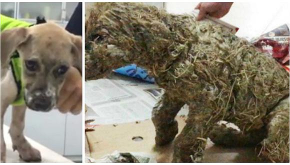 Facebook: así terminó perrito que fue bañado en pegamento por crueles niños (VIDEO)