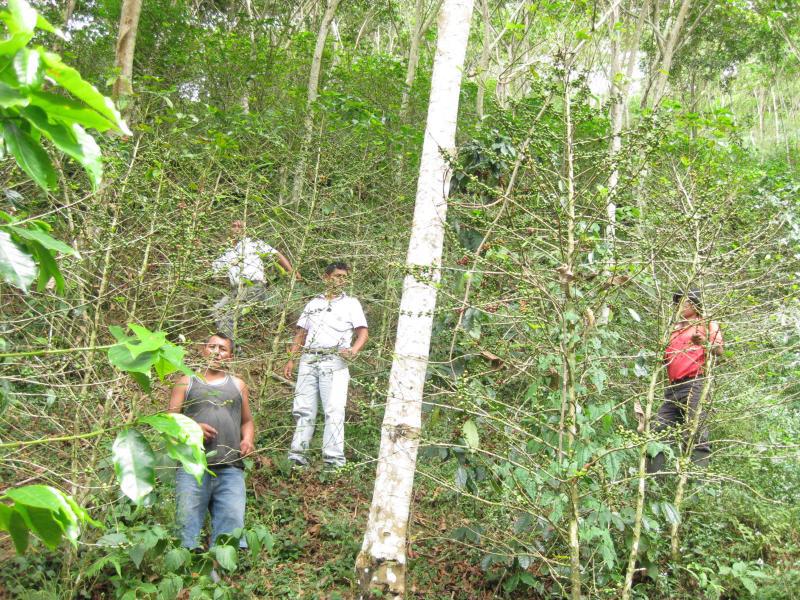 Plaga de la roya afecta a 1,100 hectáreas de café orgánico en Monzón
