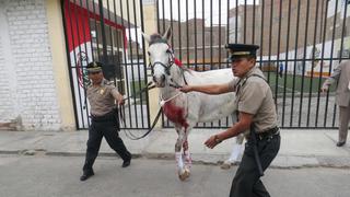Equinos alborotaron actos cívicos en Chiclayo