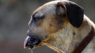 Conoce la historia de 'Fresa', la perrita sin hocico