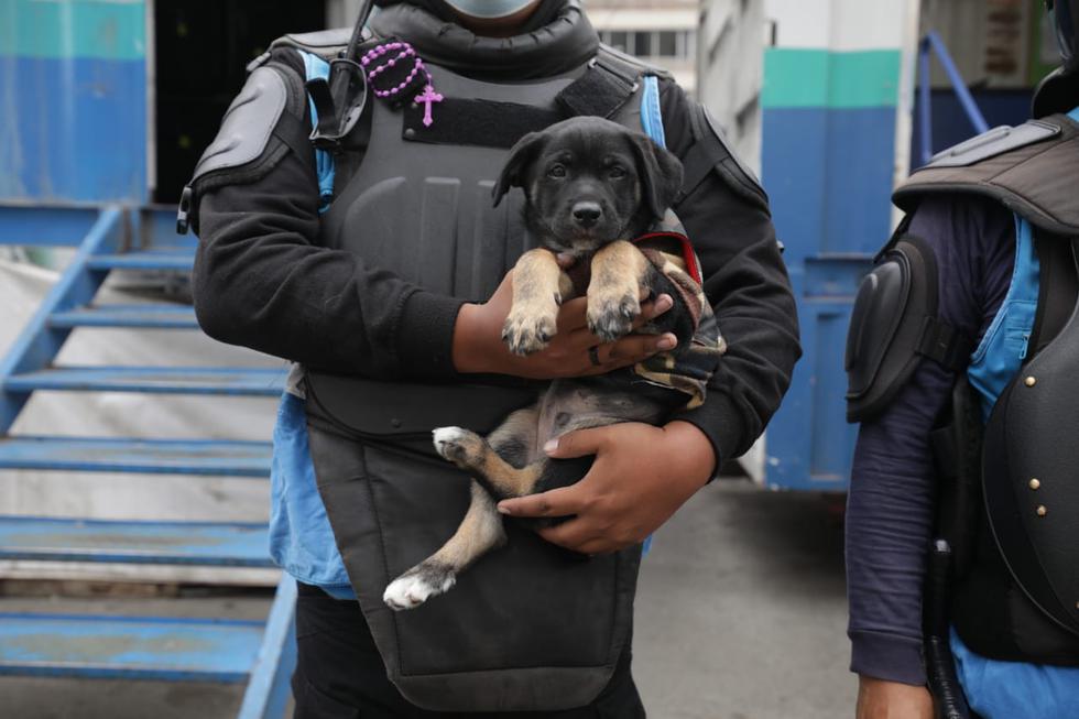 La Municipalidad de Lima, con el apoyo de la Policía Nacional del Perú (PNP), ejecutó este martes una operación contra la venta ilegal de animales en el conglomerado Mercado Central. (Foto: Britanie Arroyo/@photo.gec)