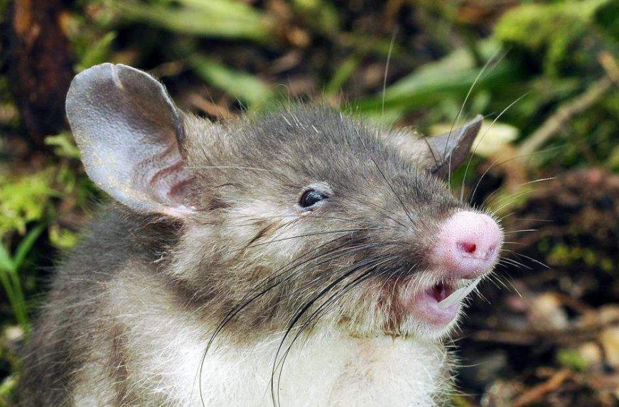 Indonesia: Descubren nueva especie de mamífero, un "ratón musaraña"